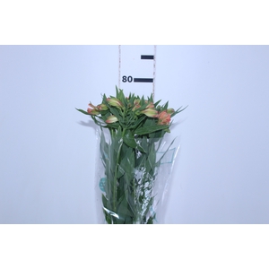ALSTROEMERIA OPTIMA 080 CM