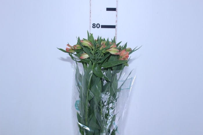 ALSTROEMERIA OPTIMA 080 CM