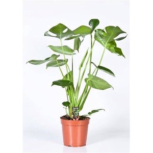 Monstera deliciosa 17Ø 60cm 3pp
