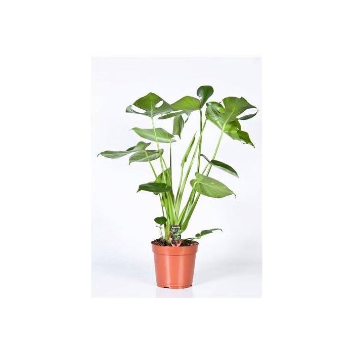 <h4>Monstera deliciosa 17Ø 60cm 3pp</h4>