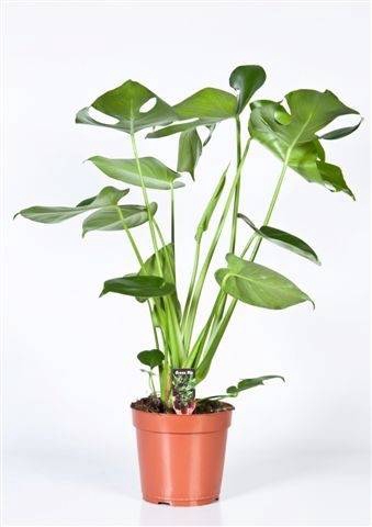 Monstera deliciosa 17Ø 60cm 3pp