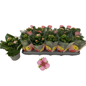 !! PROMO !! KALANCHOE QUEEN BAILEY