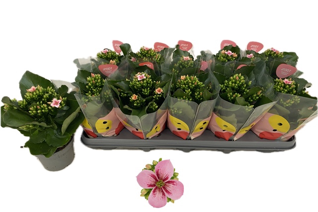 <h4>KALANCHOE QUEEN BAILEY</h4>