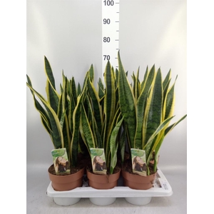 Sansevieria trifa. 'Laurentii'