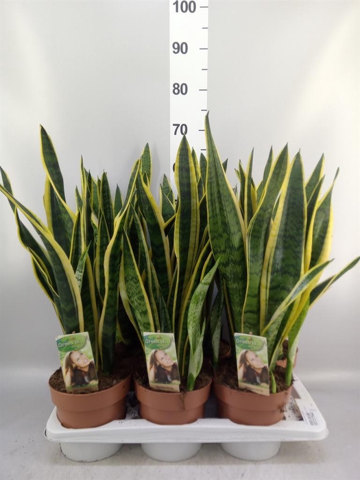 <h4>Sansevieria trifa. 'Laurentii'</h4>