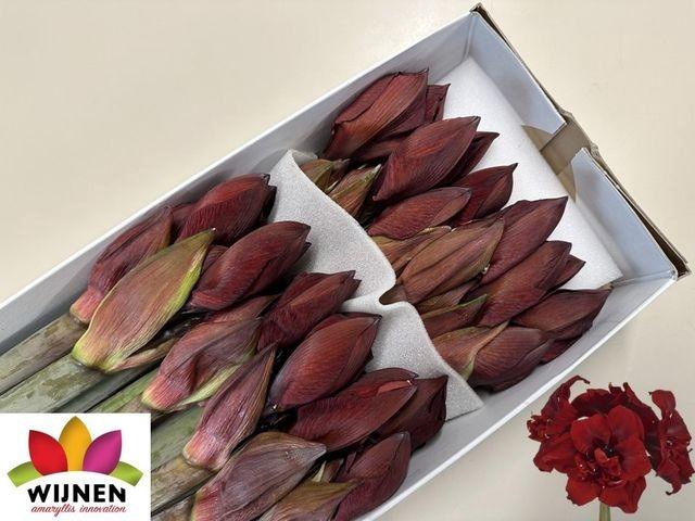 <h4>Hipp Dg Doub Royalty</h4>