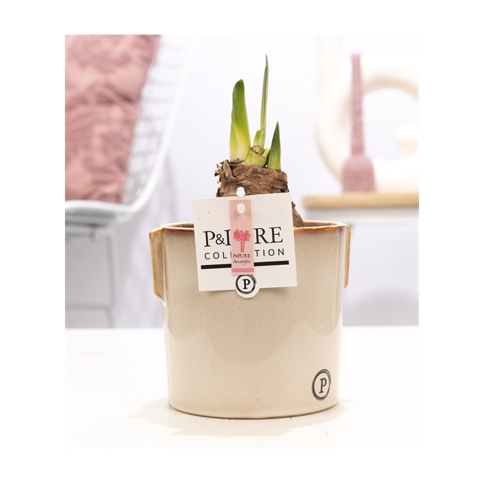 <h4>Hippeastrum pink in P&PURE Lauren ceramics</h4>