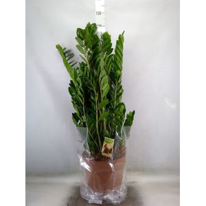 Zamioculcas zamiifolia