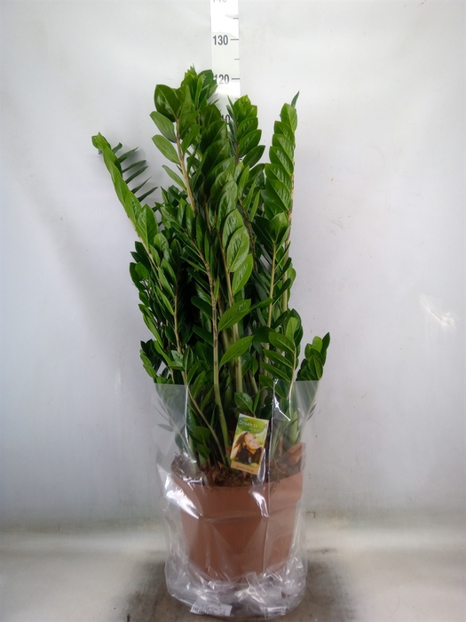 <h4>Zamioculcas zamiifolia</h4>