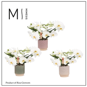 Mimesis Phal. Muse White - 25+ flowers 12cm in Luna Mix Ceramic