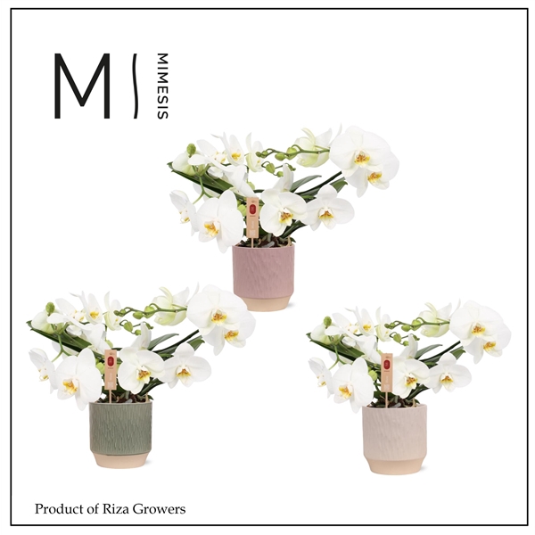 <h4>Mimesis Phal. Muse White - 25+ flowers 12cm in Luna Mix Ceramic</h4>