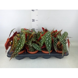 Begonia BD pseudol. 'Silver Spot'