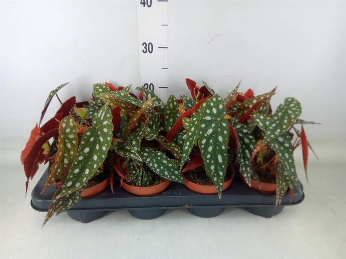 <h4>Begonia BD pseudol. 'Silver Spot'</h4>