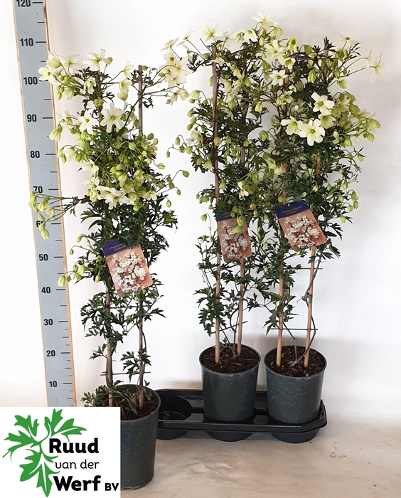 <h4>CLEM AVALANCHE</h4>