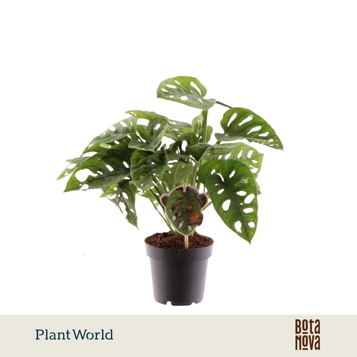 <h4>Monstera obliqua 'Monkey Leaf'</h4>
