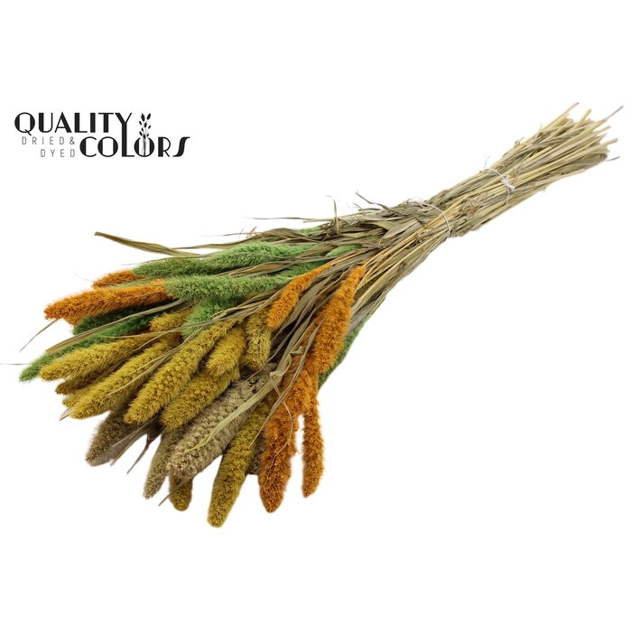 <h4>Setaria per bunch Summer Mix</h4>