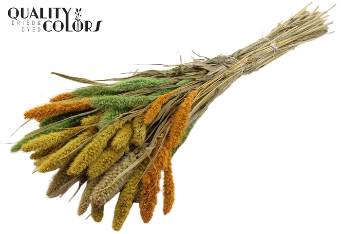 Setaria per bunch Summer Mix