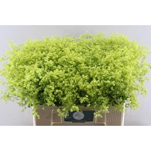 Alchem M Robustica