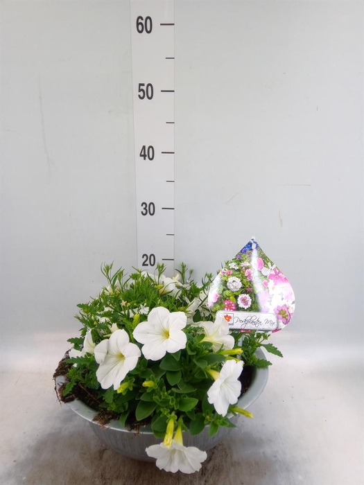 <h4>Perkplanten   ...tuft 3   [Bedding]</h4>