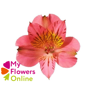 Alstr Perfection Pink 80cm CO