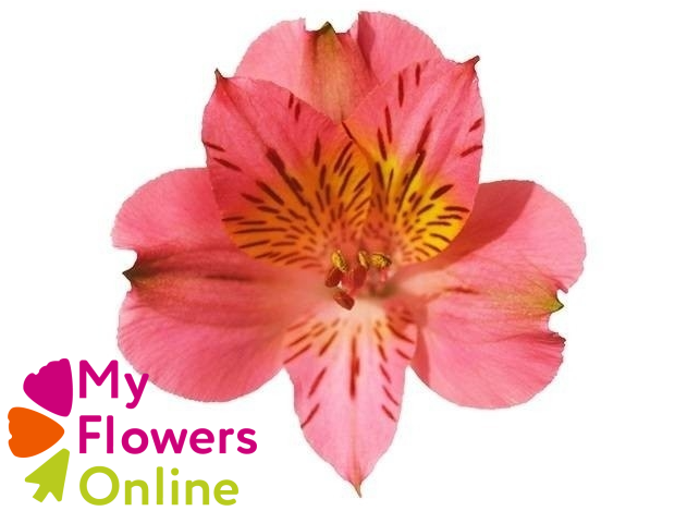 Alstr Perfection Pink 80cm CO