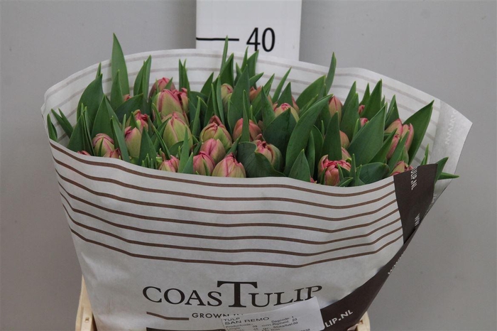 <h4>Tu Du San Remo</h4>