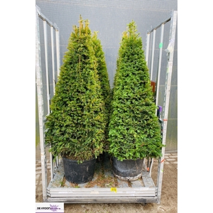 TAXUS BACCATA
