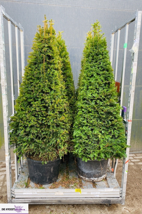 <h4>TAXUS BACCATA</h4>