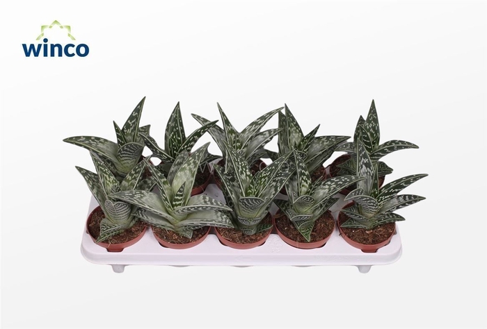 <h4>Aloe Variagata</h4>