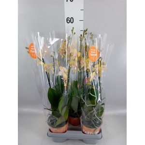 Phalaenopsis  'Bolgheri Lemon'