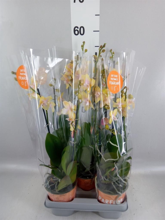 <h4>Phalaenopsis  'Bolgheri Lemon'</h4>