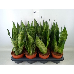 Sansevieria zeylanica