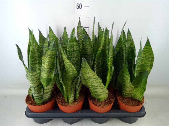 <h4>Sansevieria zeylanica</h4>