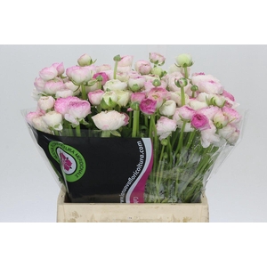 Ranunculus Elegance Cappucino Pink