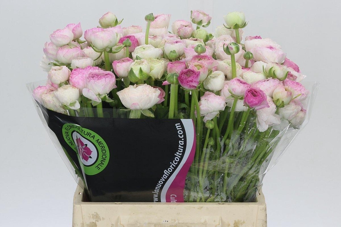 <h4>Ranunculus Elegance Cappucino Pink</h4>