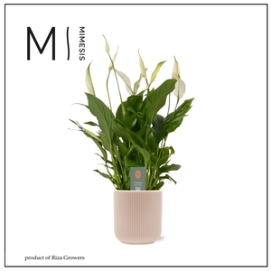 Spathiphyllum Bellini - 13cm in Atlanta Peach | Mimesis