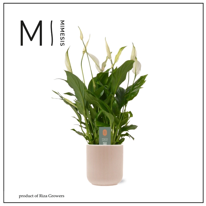 <h4>Spathiphyllum Bellini - 13cm in Atlanta Peach | Mimesis</h4>