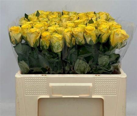 <h4>R Gr Good Times</h4>