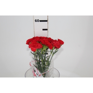 CRAVO BOUZERON 050 CM VERMELHO