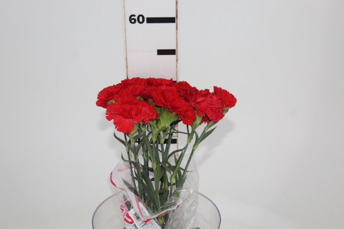 <h4>CRAVO BOUZERON 050 CM VERMELHO</h4>
