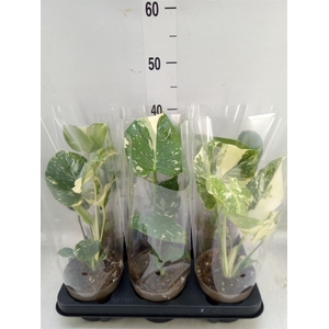 Monstera delic. 'Thai Constellatio'