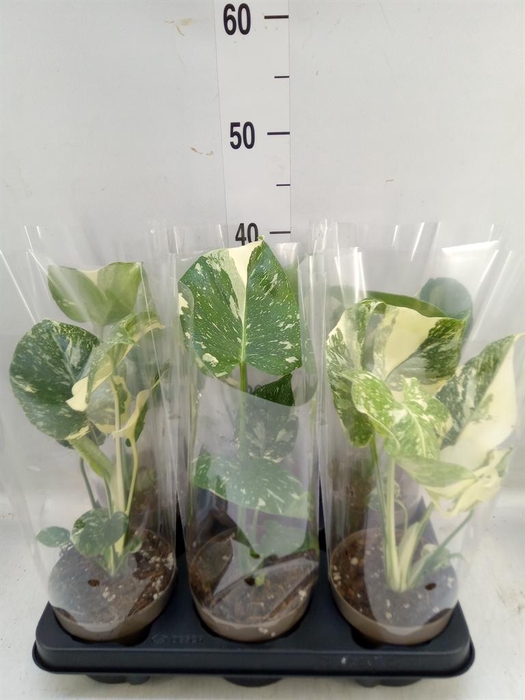 <h4>Monstera delic. 'Thai Constellatio'</h4>