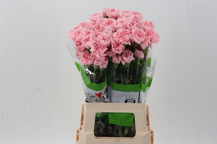 <h4>Di St Pink Cute Fl</h4>