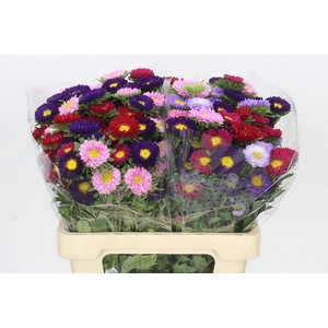 Callistephus Matsumoto Mix Rainbow