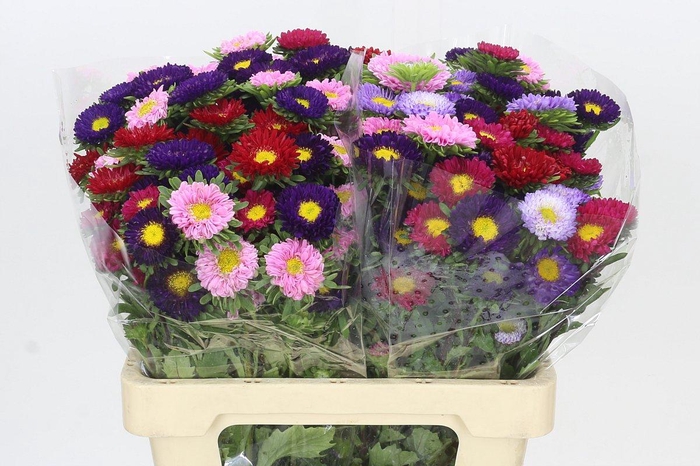 <h4>Callistephus Matsumoto Mix Rainbow</h4>