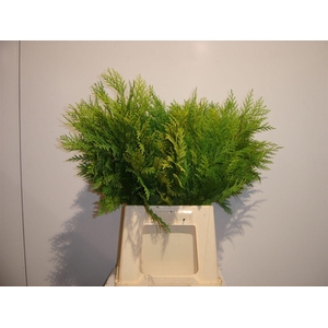 Conifeer Geel Black Friday Deals !!!