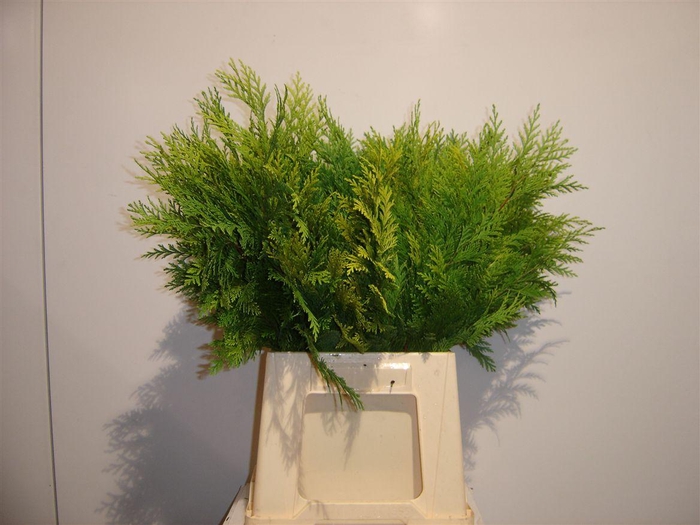 <h4>Conifeer Geel Black Friday Deals !!!</h4>