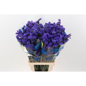 Lim S Crystal Dark Blue 80cm