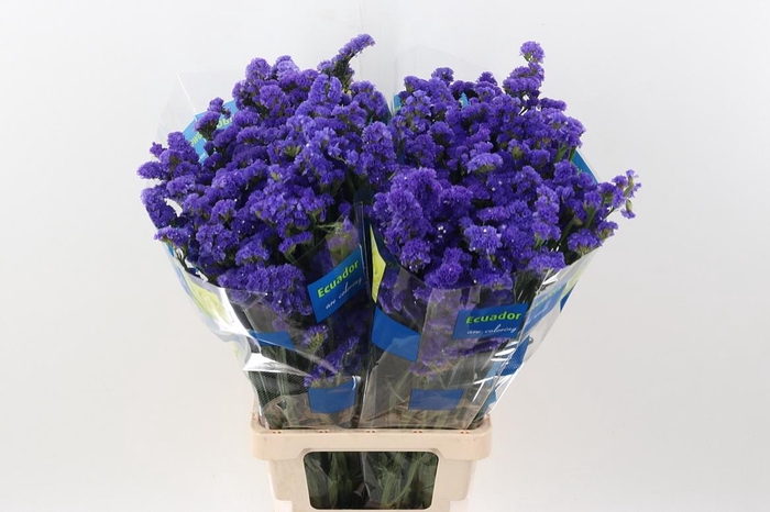 <h4>Lim S Crystal Dark Blue 80cm</h4>