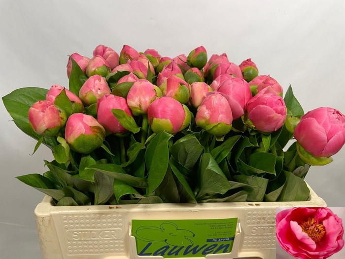 <h4>PAEO SALMON CHIFFON</h4>